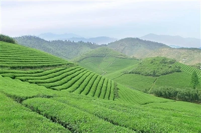 চা + একটি ভাল কাজ করুন