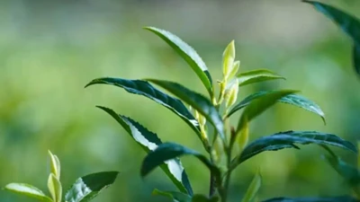 ওরিয়েন্টাল-বিউটি টি কালচারাল এক্সচেঞ্জ ইভেন্ট অনুষ্ঠিত